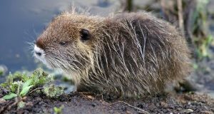 LAV, ENPA E LAC a Gentiloni: 2017 inauguri nuova politica per la fauna