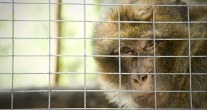 Macachi salvati da sperimentazione: sosteniamo le “bambine” dell’Abatino