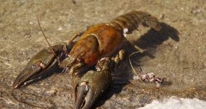 Cassazione conferma: crostacei vivi su ghiaccio, è reato!