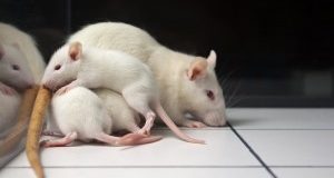 Appello a Nestlè: stop ai test animali per il botox