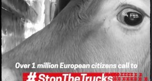 #STOPTHETRUCKS: oltre 1 milione di firme per chiedere la fine di trasporto di animali vivi