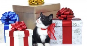 Tante idee regalo per il tuo Natale solidale con gli animali