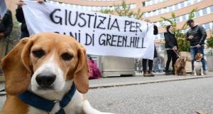 Domani nuova udienza processo Green Hill. Parola ai testi della difesa