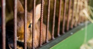 Commissione UE verso alternative ai test sui conigli: 18.000 animali da salvare