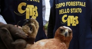 Traffico di specie in via d’estinzione: emergenza e attività di contrasto