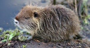 Dopo il voto di ieri alla Camera STOP ai piani di abbattimento delle nutrie