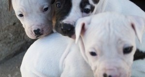 “Protect Our Pets”: Risoluzione del Parlamento UE contro traffico cuccioli