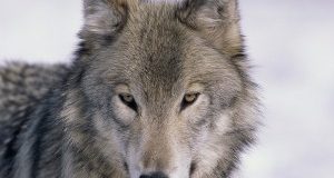 Wolfie, l’arroganza di alcuni, il capo chino di tanti