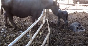 “Alta crudeltà” sugli animali nascosta nella mozzarella di bufala: l’eccellenza della sofferenza