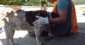 Terremoto, Riki e Salvo (finalmente) al sicuro. Ora cercano casa