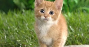 Cimiteri per cani, <b>gatti</b> e altri animali d’affezione: luoghi dove perpetuare il ricordo di amorevoli <b>…</b>