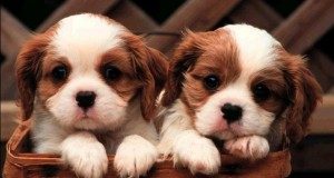 Caccia e <b>Cani</b>: Spaniel Tedesco, <b>cane</b> da cerca