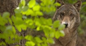 Toscana dichiara guerra ai lupi. Subito Piano lupo senza uccisioni