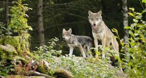 Lupi: Regione Veneto propone ergastolo per gli animali