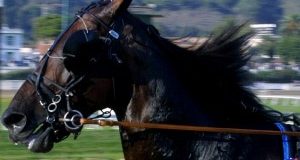 Siena, rinviati a giudizio tre fantini e un veterinario. Sospendere il Palio!