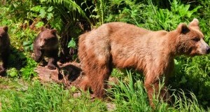 Cuccioli di Daniza: un convegno di facciata