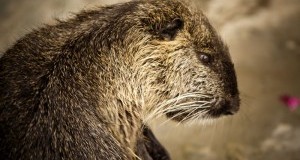 Chiediamo l’immediato ritiro dell’atto che giustifica la totura sulle nutrie