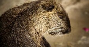 Massacrano una nutria e pubblicano il video: abbiamo sporto denuncia