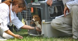 Domani seconda udienza del processo Green Hill. All’ingresso del Tribunale saranno presenti tanti beagle salvati.