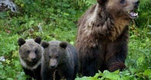 #IostoconDaniza e i suoi cuccioli: diffida per fermare l’ordinanza anti-Orsa