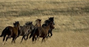 Salone “Cavalli a Roma”. LAV: non esiste equitazione “sostenibile”