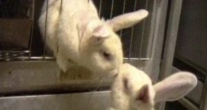 24 Aprile: Giornata Mondiale animali “da laboratorio”. Aiutali a Uscirne!